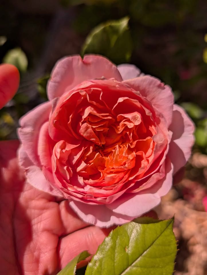 Taoran garden rose plant large flower bush deciduous shrub