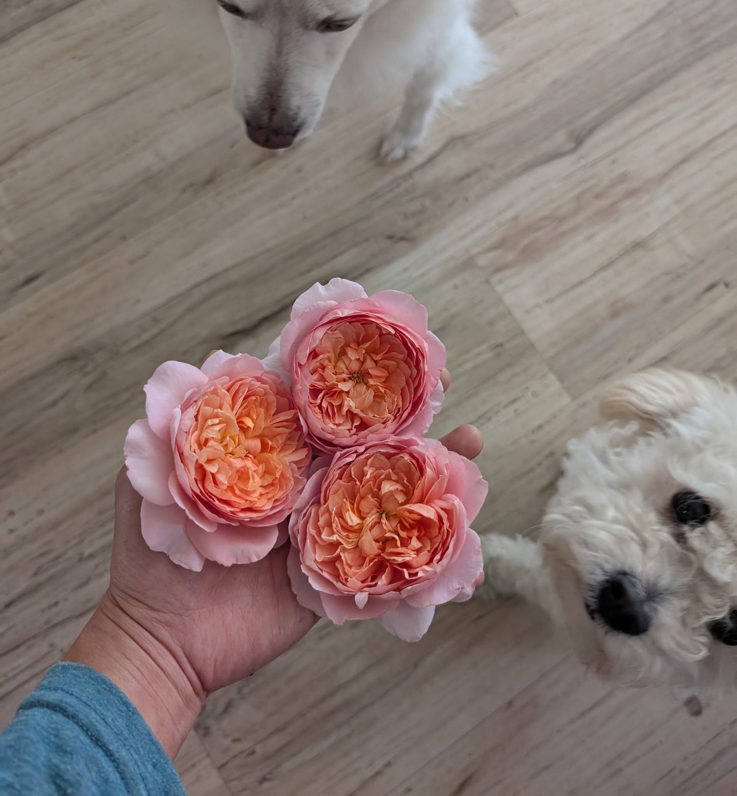 Taoran garden rose plant large flower bush deciduous shrub