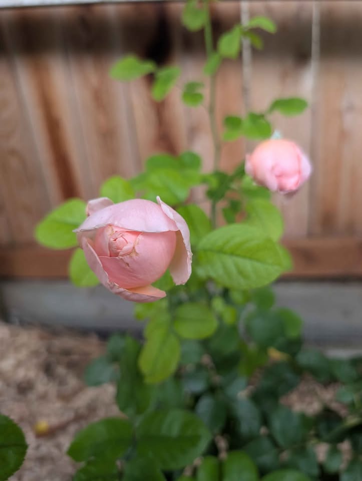 Taoran garden rose plant large flower bush deciduous shrub