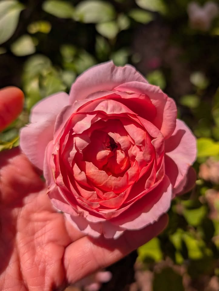 Taoran garden rose plant large flower bush deciduous shrub