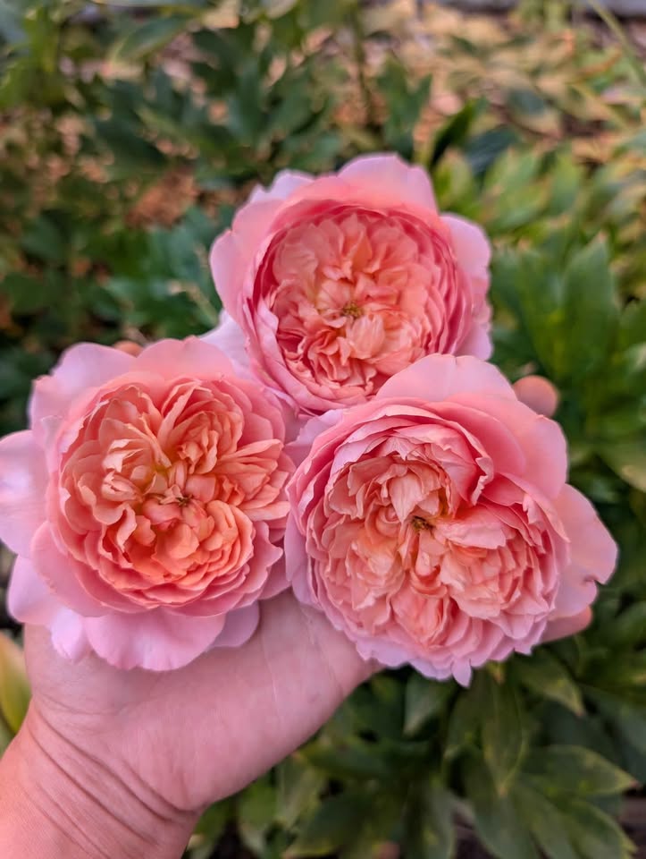 Taoran garden rose plant large flower bush deciduous shrub