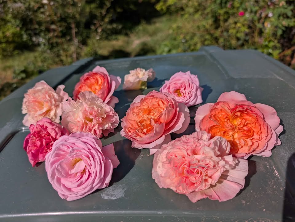 Eisvogel lookalike garden rose plant large flower bush deciduous shrub