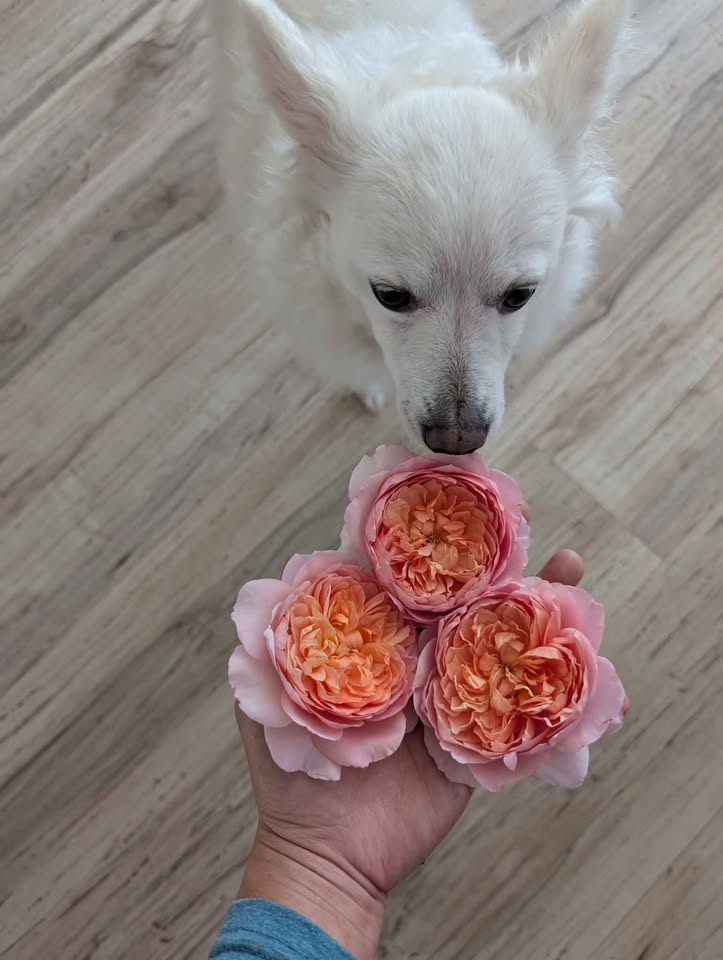 Taoran garden rose plant large flower bush deciduous shrub