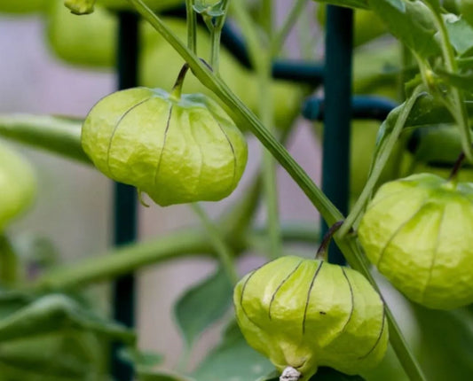 Free tomatillo fruits and seeds