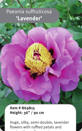 Tree Peony Lavender 1YR