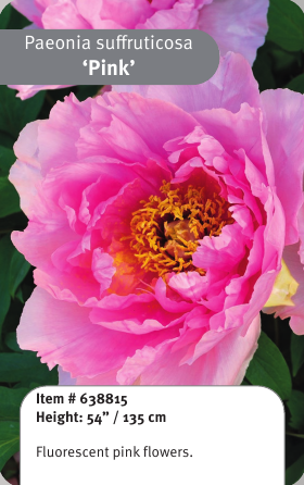 Tree Peony Pink 1YR