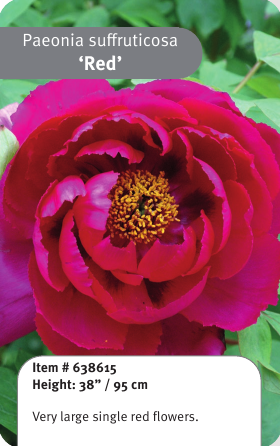 Tree Peony Red 1YR