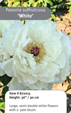 Tree Peony White 1YR