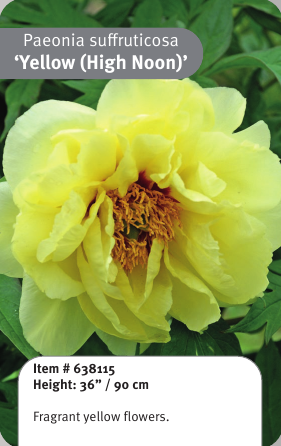 Tree Peony Yellow High Noon 2YR
