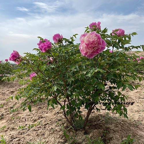 Mixed seeds large flower tree peony
