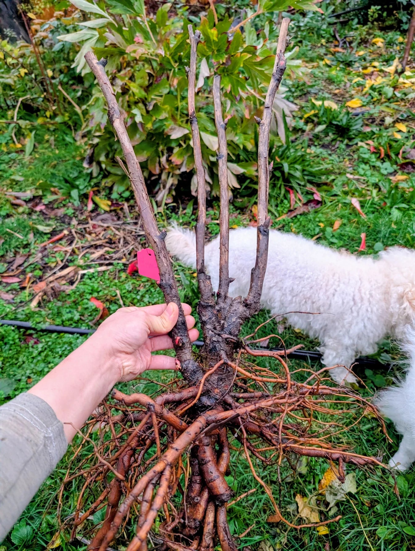 Hong Guan Yu Dai tree peony