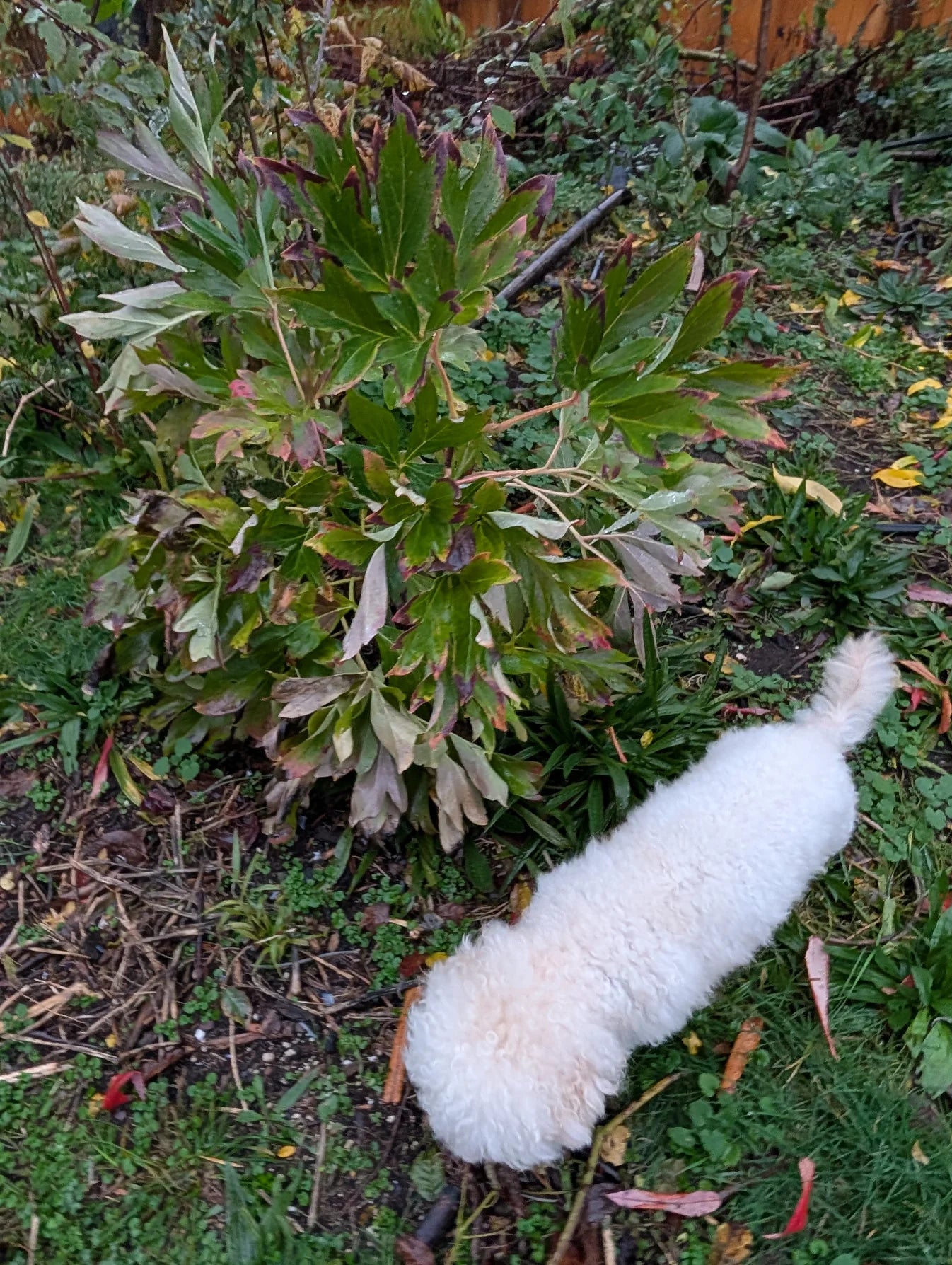 Hong Guan Yu Dai tree peony