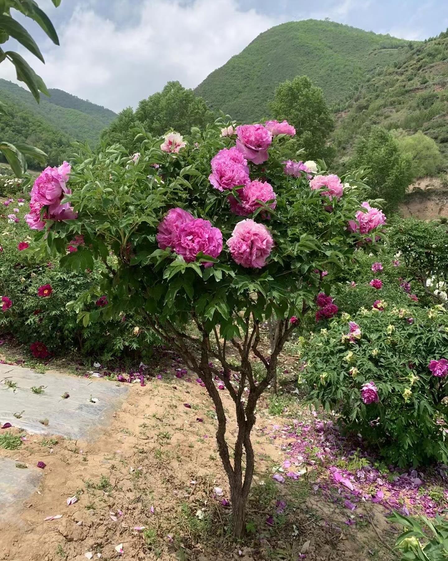 "Youthful" large flower tree peony