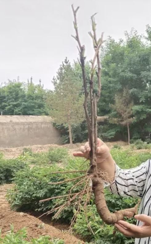 "Li xiang" large flower tree peony