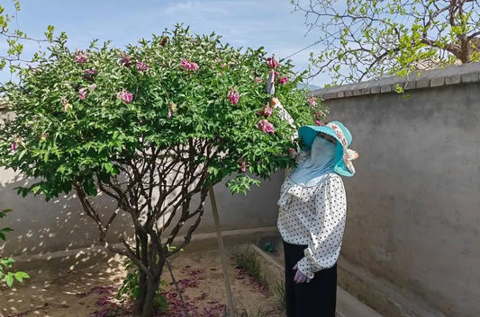 "Blue sky floating clouds" large flower tree peony