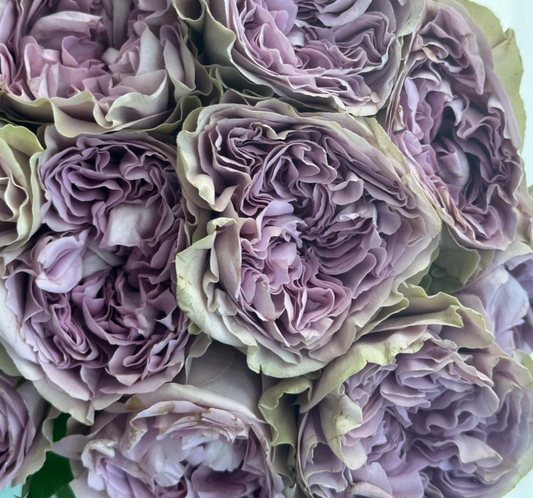 Villa Lila garden rose plant flower bush deciduous shrub