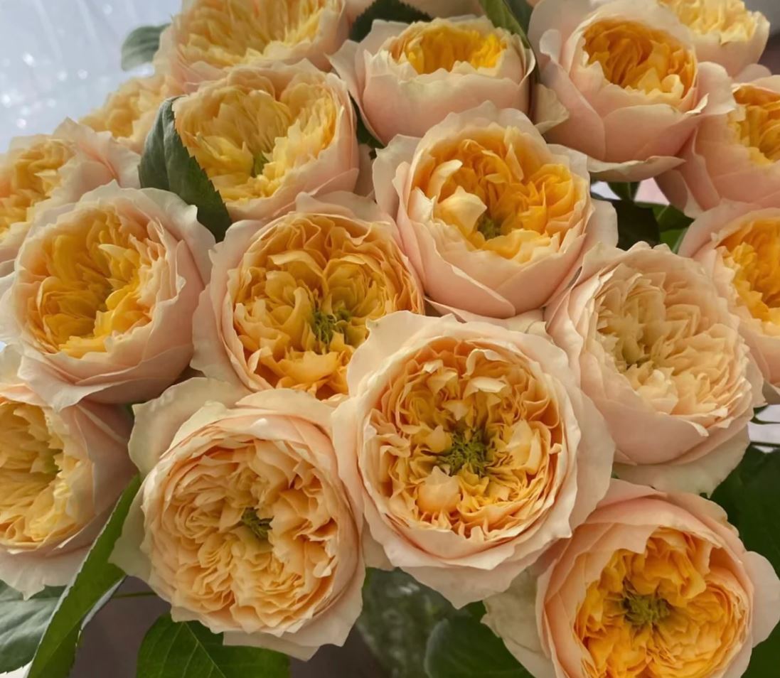 Golden Vuvuzela lookalike wedding garden rose plant large flower bush deciduous shrub