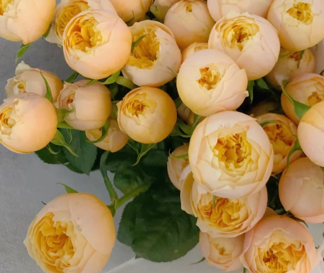 Golden Vuvuzela lookalike wedding garden rose plant large flower bush deciduous shrub