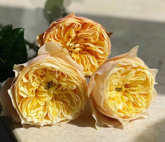 Golden Vuvuzela lookalike wedding garden rose plant large flower bush deciduous shrub