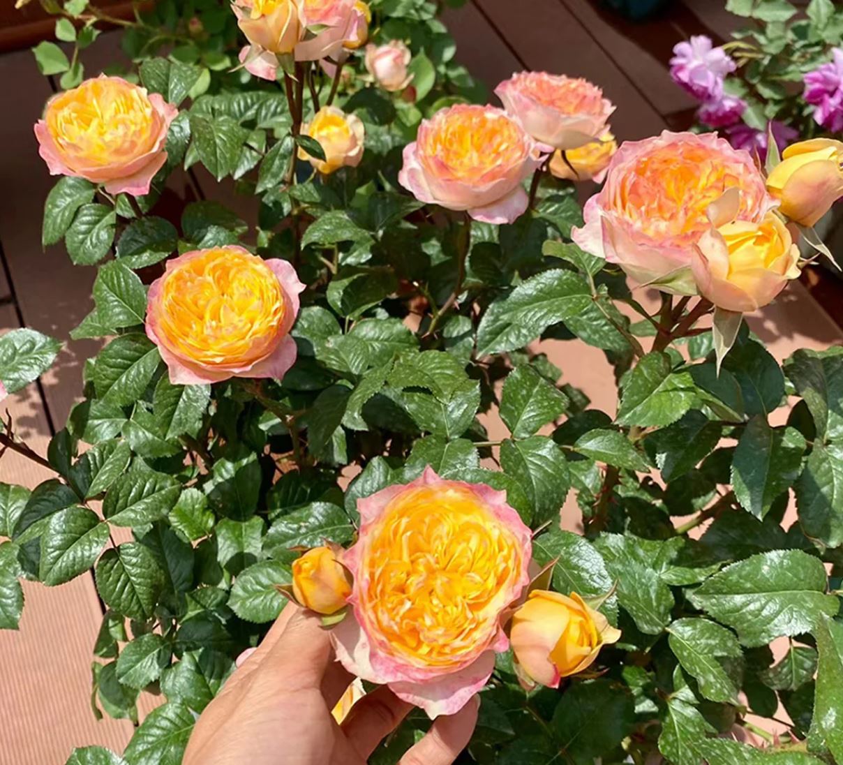 Golden Vuvuzela lookalike wedding garden rose plant large flower bush deciduous shrub