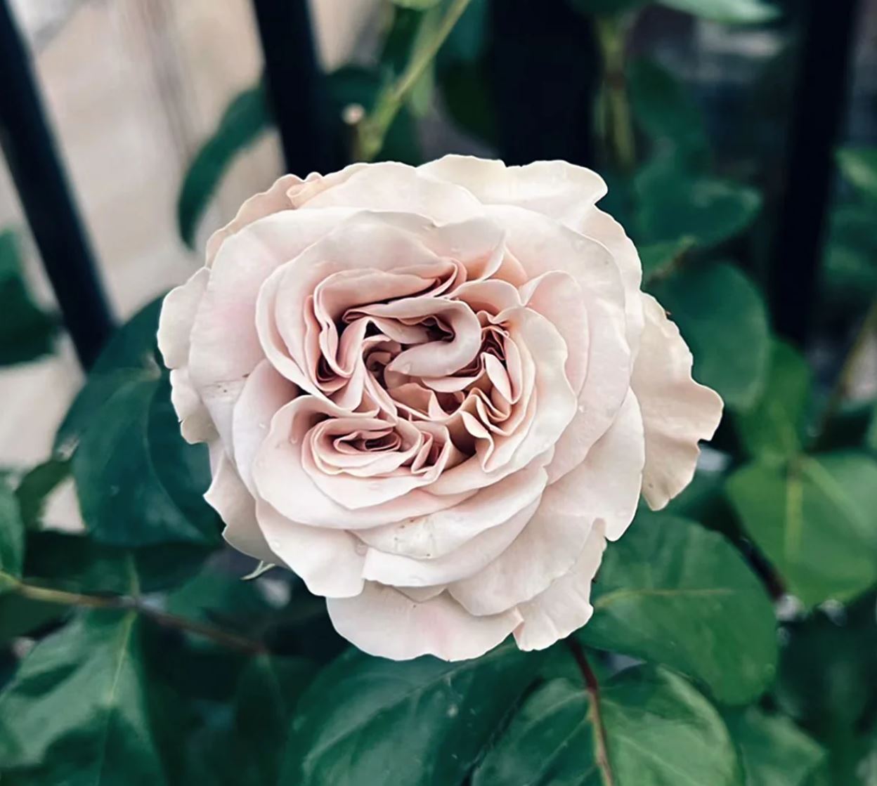 Westminster Abbey lookalike wedding garden rose plant large flower bush deciduous shrub