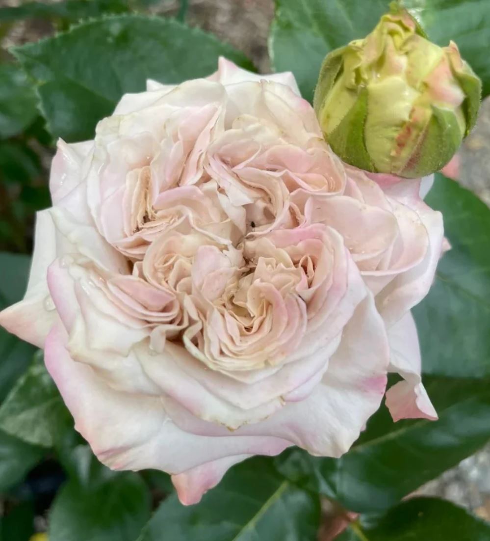 Westminster Abbey lookalike wedding garden rose plant large flower bush deciduous shrub