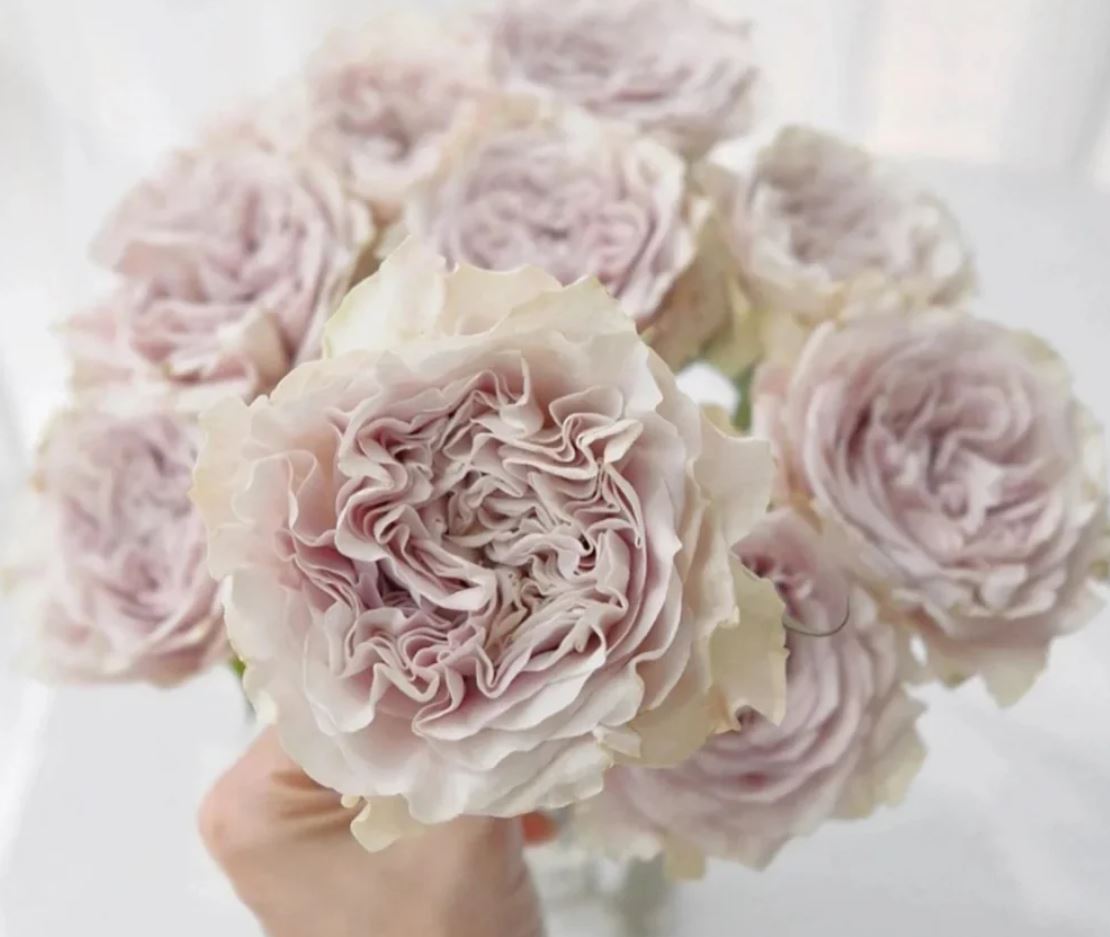 Westminster Abbey lookalike wedding garden rose plant large flower bush deciduous shrub