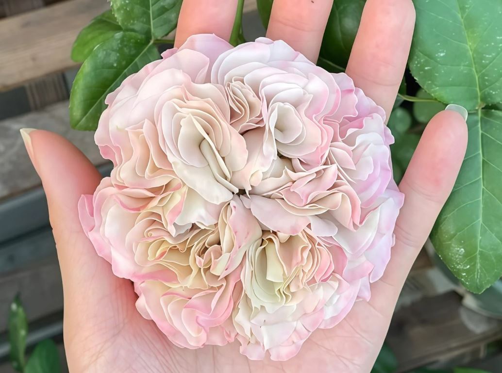 Westminster Abbey lookalike wedding garden rose plant large flower bush deciduous shrub