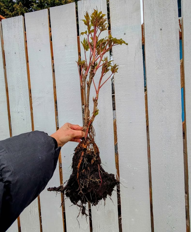 "Youthful" large flower tree peony