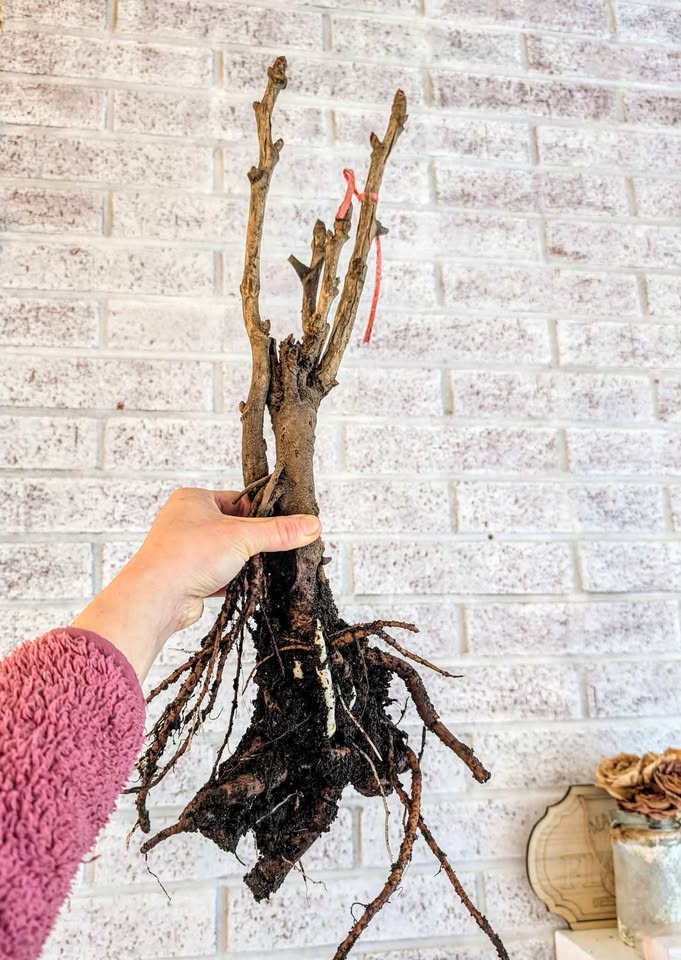 "Youthful" large flower tree peony