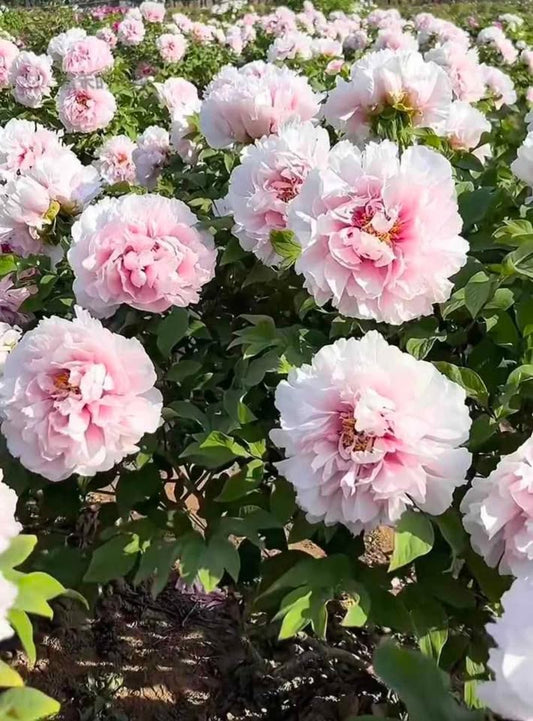 "Peach blossom in the snow" large flower tree peony