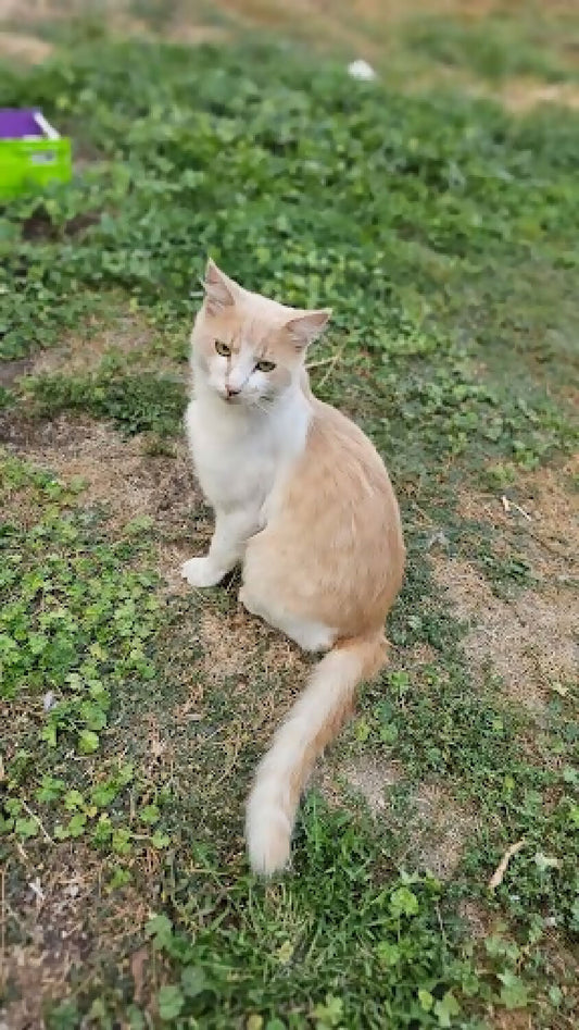 stray cat orange stripe 2 phytu limitless love animal rescue 1