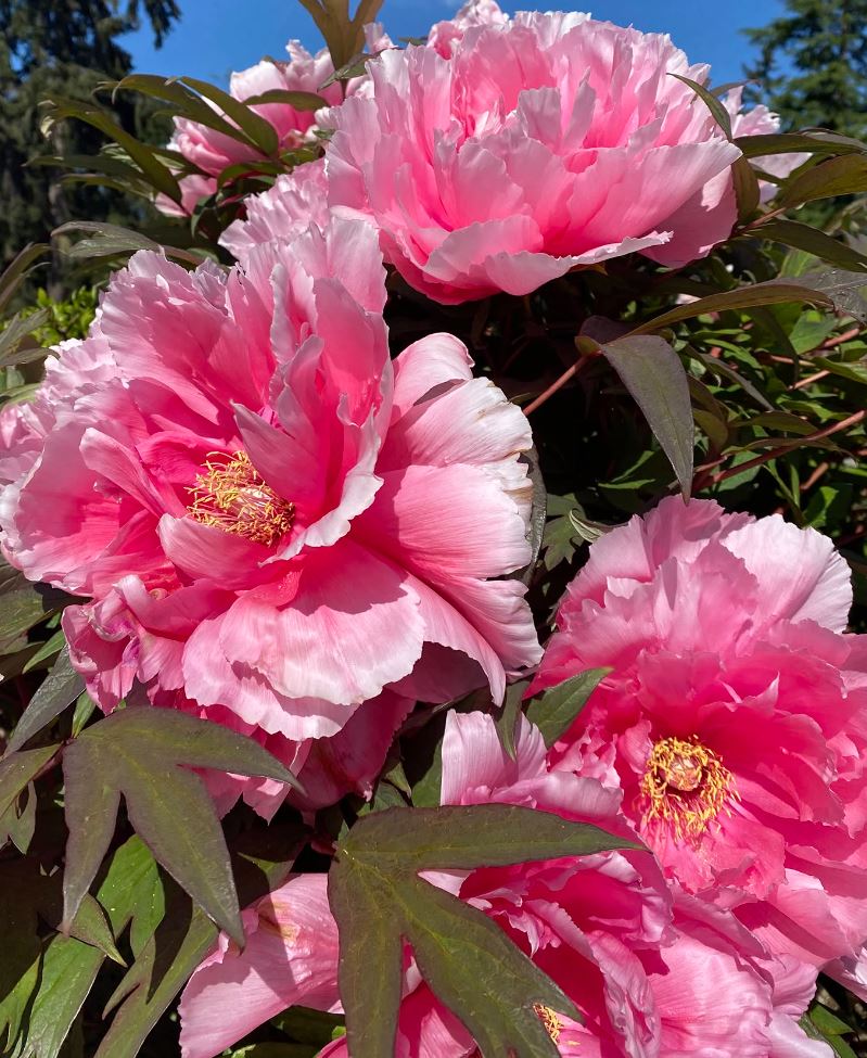 "Yachiyo tsubaki" large flower Japanese tree peony