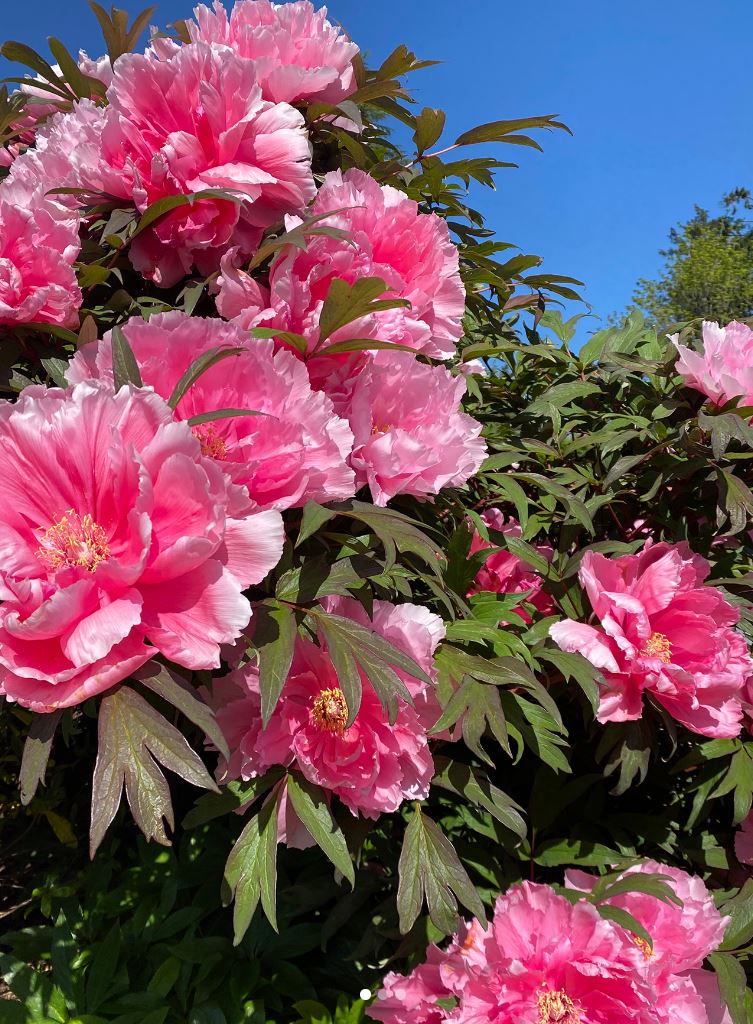 "Yachiyo tsubaki" large flower Japanese tree peony