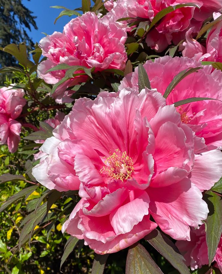 "Yachiyo tsubaki" large flower Japanese tree peony