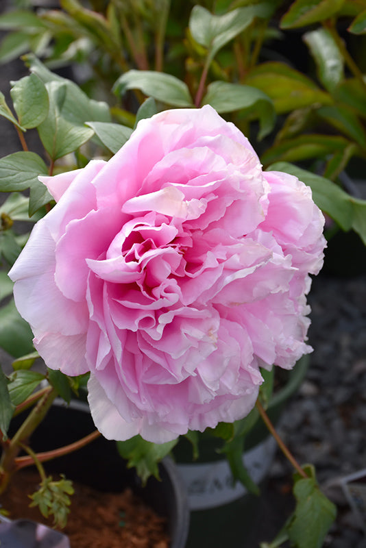 "Yachiyo tsubaki" large flower Japanese tree peony