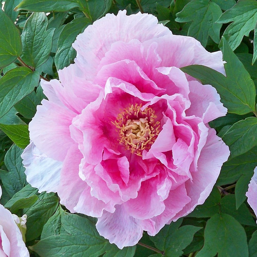 "Yachiyo tsubaki" large flower Japanese tree peony