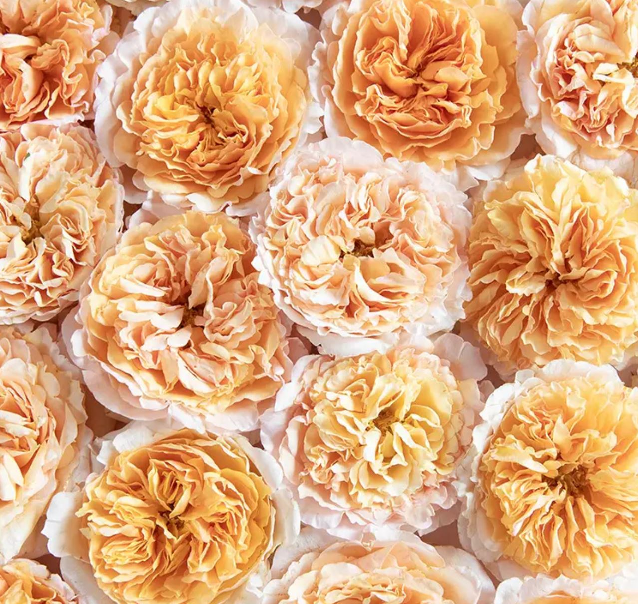 12 roses Beatrice deluxe, unique garden roses