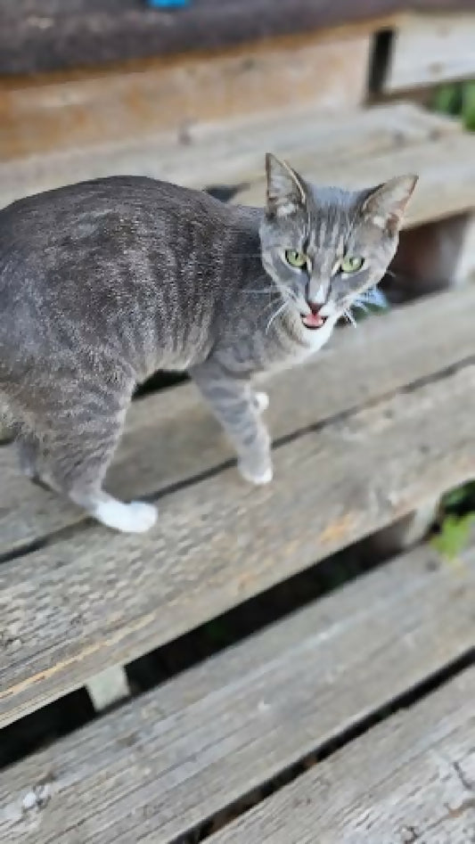 stray cat grey stripe 1 phytu limitless love animal rescue 3