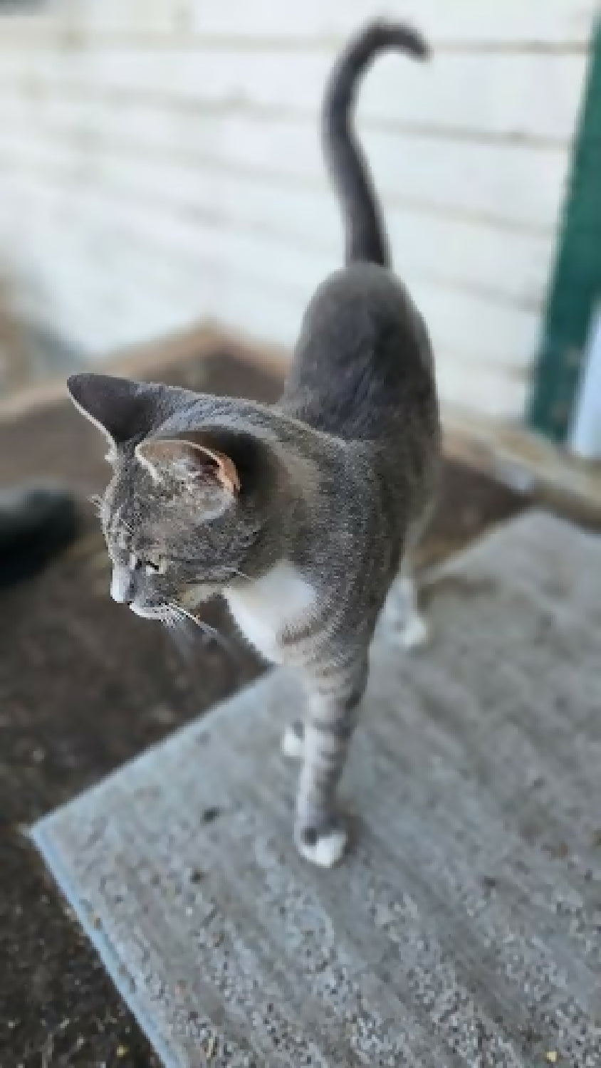 stray cat Siri phytu limitless love animal rescue