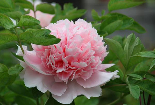"Zhao pink" large flower tree peony