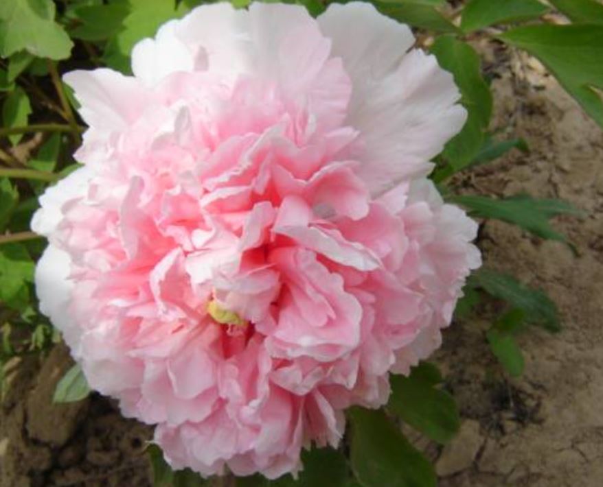 "Zhao pink" large flower tree peony