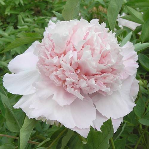 "Zhao pink" large flower tree peony