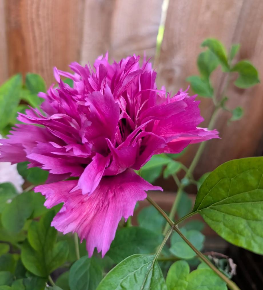 "Zi guan yu chi" large flower tree peony