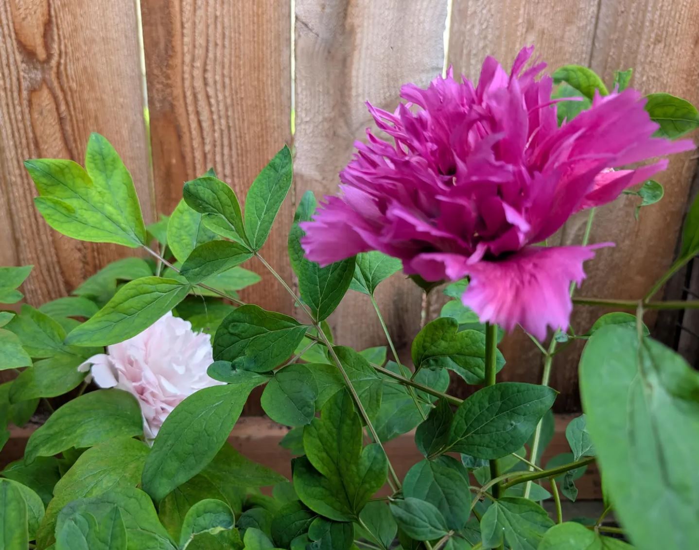 "Zi guan yu chi" large flower tree peony