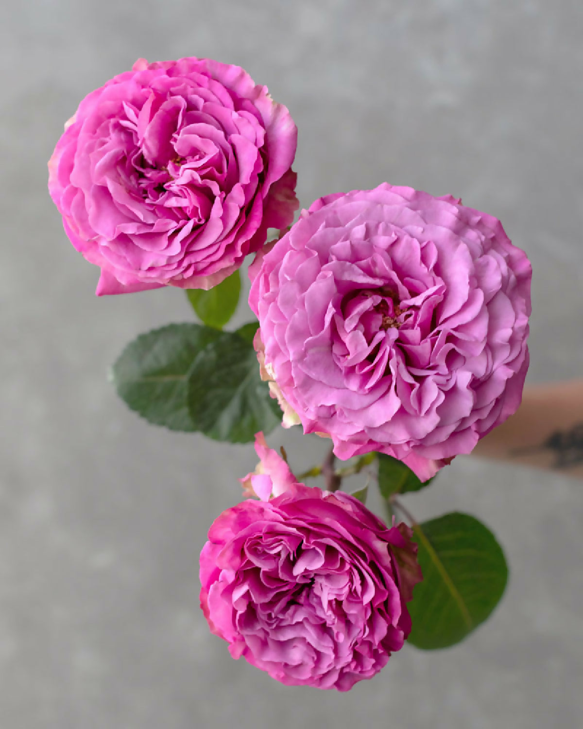 The Queen's Crown roses with peony, ranunculus and spray roses