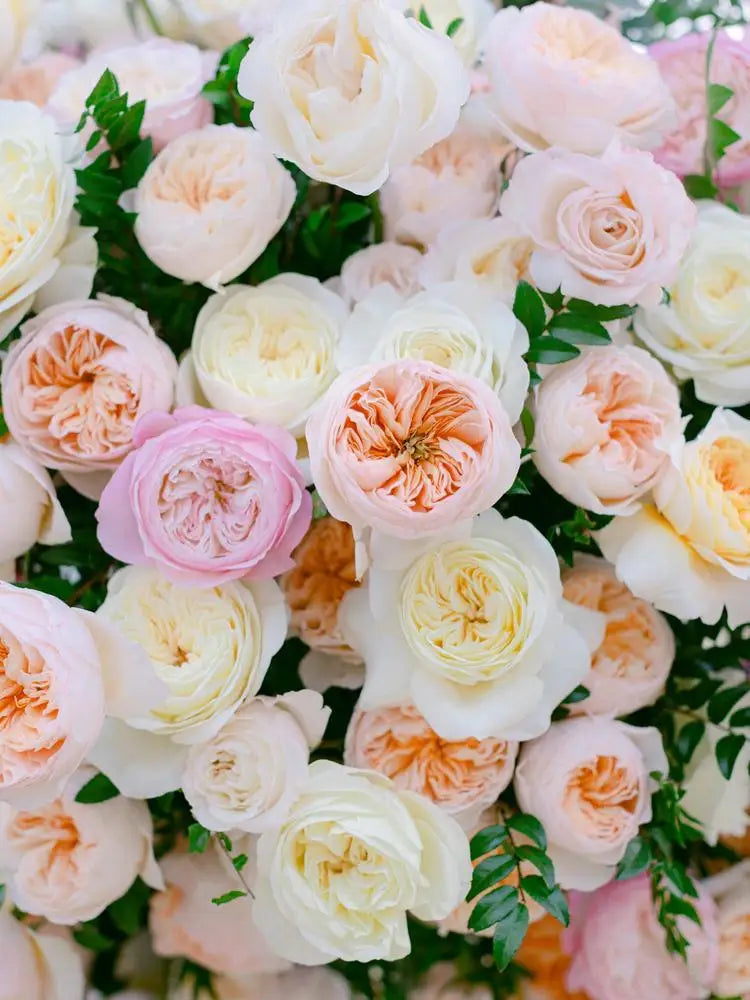 Blush and peach garden roses in a mixed stem package