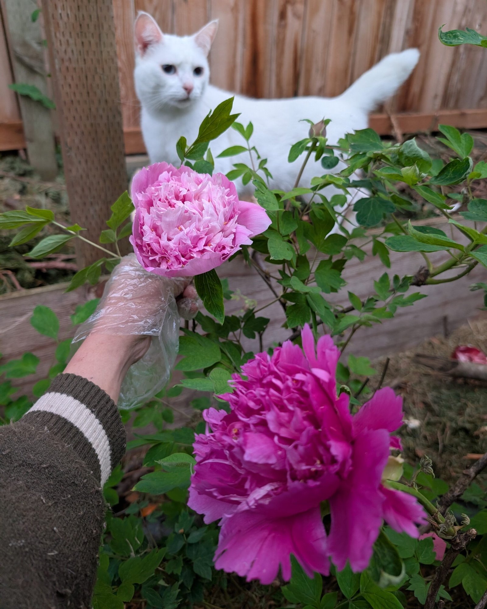 Lan Tian Piao Yun tree peony
