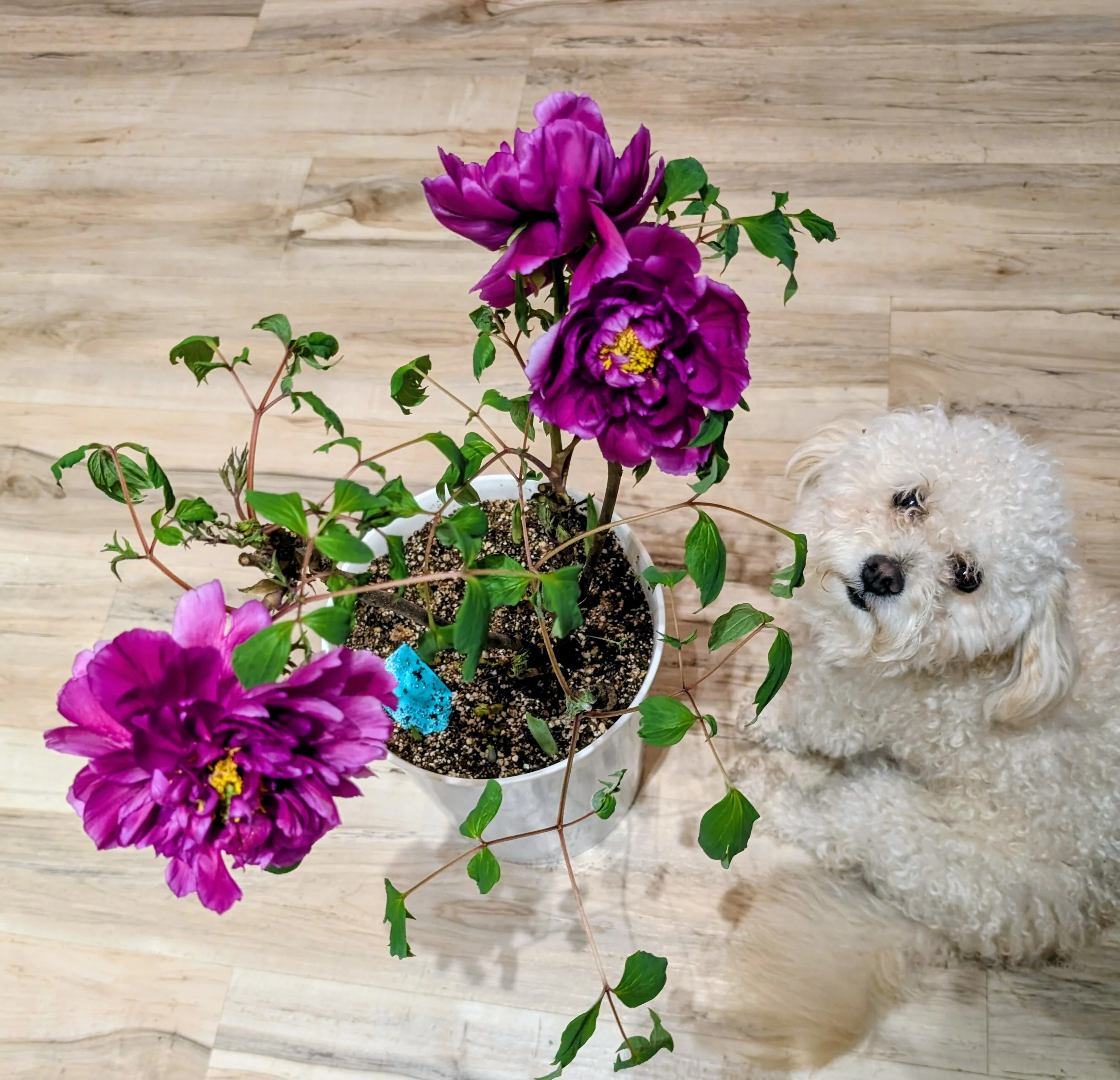 Plant, mushroom and animal events