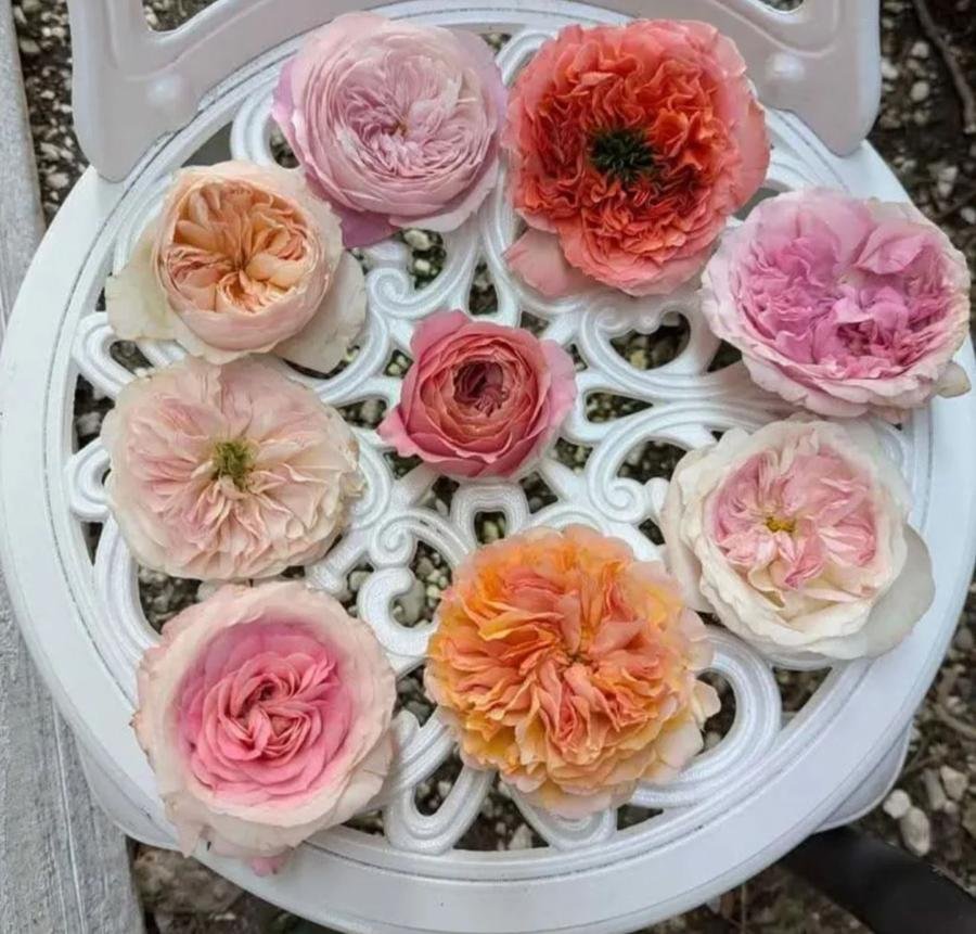 108 mixed random David Austin roses